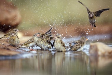 Small group of Red-billed Quelea bathing in waterhole in Greater Kruger National park, South Africa ; Specie Quelea quelea family of Ploceidae clipart