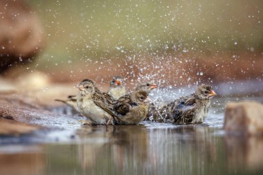 Small group of Red-billed Quelea bathing in waterhole in Greater Kruger National park, South Africa ; Specie Quelea quelea family of Ploceidae clipart