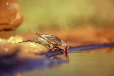 Red faced Mousebird drinking in waterhole in morning light in Greater Kruger National park, South Africa ; Specie Urocolius indicus family of Coliidae clipart