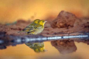 Red headed weaver standing along waterhole in morning light  in Greater Kruger National park, South Africa ; Specie Anaplectes rubriceps family of Ploceidae clipart