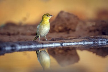 Red headed weaver standing along waterhole in morning light  in Greater Kruger National park, South Africa ; Specie Anaplectes rubriceps family of Ploceidae clipart