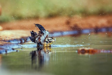 Afrika Altın Göğüslü Bunting banyoları ve Güney Afrika 'daki Büyük Kruger Ulusal Parkı' ndaki su birikintisine sıçramalar Emberizidae 'nin Specie Fringillaria flaviventris ailesi