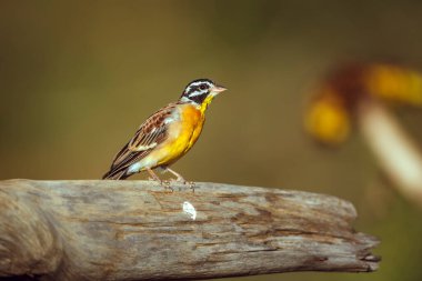 African Golden breasted Bunting  standing on a log isolated in natural background in Greater Kruger National park, South Africa ; Specie Fringillaria flaviventris family of Emberizidae clipart