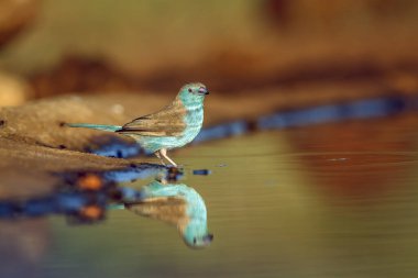Güney Afrika 'daki Büyük Kruger Ulusal Parkı' na yansıyan mavi göğüslü Cordonbleu; Estrildidae 'nin Tür Uraeginthus angolensis ailesi