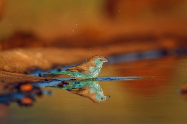 Güney Afrika 'daki Büyük Kruger Ulusal Parkı' nda yansıması olan mavi göğüslü Cordonbleu, Estrildidae 'nin Tür Uraeginthus angolensis ailesinde banyo yapıyor.