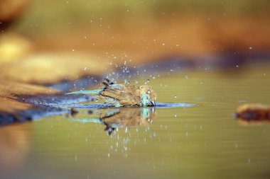 Güney Afrika 'daki Büyük Kruger Ulusal Parkı' nda yansıması olan mavi göğüslü Cordonbleu, Estrildidae 'nin Tür Uraeginthus angolensis ailesinde banyo yapıyor.