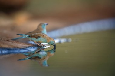 Güney Afrika 'daki Büyük Kruger Ulusal Parkı' nda yansıması olan iki mavi göğüslü Cordonbleu; Estrildidae 'nin Tür Uraeginthus angolensis ailesi