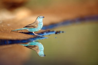 Güney Afrika 'daki Büyük Kruger Ulusal Parkı' nda yansıması olan mavi göğüslü Cordonbleu; Estrildidae familyasından Specie Uraeginthus angolensis
