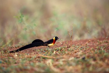 Güney Afrika 'daki Büyük Kruger Ulusal Parkı' ndaki Savannah 'da Doğu Paradise-Whydah erkek zemin katı Viduidae ailesinden Specie Vidua paradisaea