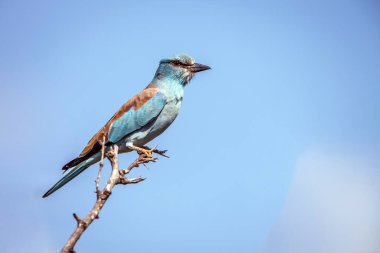 Güney Afrika 'daki Büyük Kruger Ulusal Parkı' nda mavi gökyüzünde izole bir dalda duran Avrupalı patenci; Coraciidae ailesinden Specie Coracias Garrulus