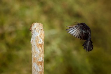Çatal, Drongo 'yu Güney Afrika' daki Büyük Kruger Ulusal Parkı 'ndaki bir kütüğe kadar takip etti.