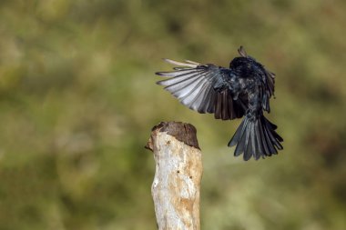 Çatal, Drongo 'yu Güney Afrika' daki Büyük Kruger Ulusal Parkı 'ndaki bir kütüğe kadar takip etti.