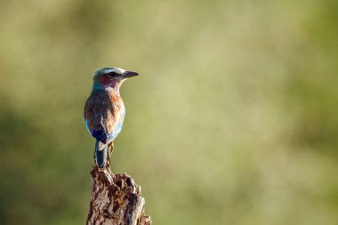 Güney Afrika 'daki Büyük Kruger Ulusal Parkı' nda dikiz aynasındaki leylak göğüslü patenci, Coraciidae familyasından Specie Coracias tarafından uyarıldı