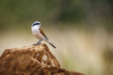Güney Afrika 'daki Büyük Kruger Ulusal Parkı' nda bulanık bir arka planda duran kırmızı sırtlı Shrike; Laniidae ailesinden Specie Lanius Collurio