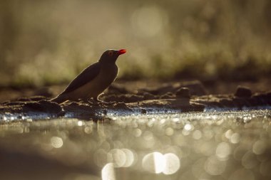 Red billed Oxpecker standing along waterhole backlit at twilight in Greater Kruger National park, South Africa ; Specie Buphagus erythrorhynchus family of Buphagidae clipart