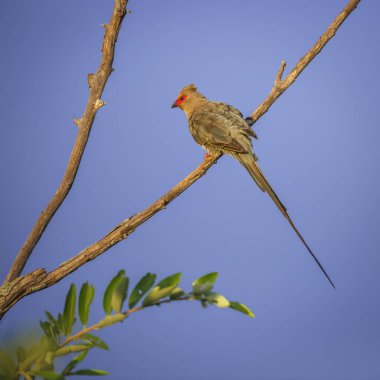 Güney Afrika 'daki Büyük Kruger Ulusal Parkı' nda mavi gökyüzünde izole edilmiş kırmızı yüzlü Mousebird erkek dikiz aynası; Coliidae familyasından Specie Urocolius indicus