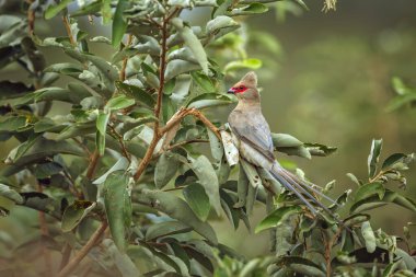 Red faced Mousebird standing on a green shrub in Greater Kruger National park, South Africa ; Specie Urocolius indicus family of Coliidae clipart