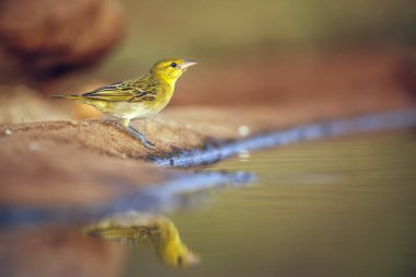 Güney Afrika 'daki Büyük Kruger Ulusal Parkı' nda yansıyan iyonla su birikintisi boyunca duran kızıl saçlı dokumacı Ploceidae ailesinden Specie Anaplectes Rubriceps