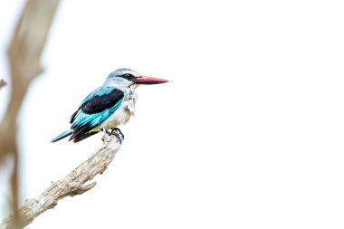 Güney Afrika 'daki Büyük Kruger Ulusal Parkı' nda beyaz arka planda izole edilmiş bir dalda duran orman balıkçısı Alcedinidae familyasından Specie Halcyon senegalensis.