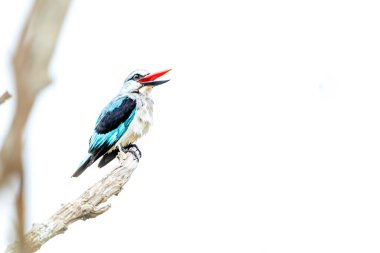 Güney Afrika 'daki Büyük Kruger Ulusal Parkı' nda beyaz arka planda izole edilmiş bir dalda duran orman balıkçısı Alcedinidae familyasından Specie Halcyon senegalensis.