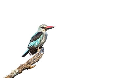 Güney Afrika 'daki Büyük Kruger Ulusal Parkı' nda beyaz arka planda izole edilmiş bir dalda duran orman balıkçısı Alcedinidae familyasından Specie Halcyon senegalensis.