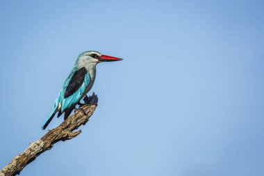 Güney Afrika 'daki Büyük Kruger Ulusal Parkı' nda mavi gökyüzünde izole bir dalda duran orman balıkçısı Alcedinidae familyasından Specie Halcyon senegalensis.