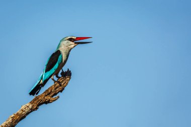Güney Afrika 'daki Büyük Kruger Ulusal Parkı' nda mavi gökyüzünde izole bir dalda duran orman balıkçısı Alcedinidae familyasından Specie Halcyon senegalensis.