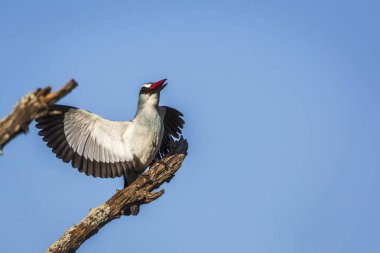 Güney Afrika 'daki Büyük Kruger Ulusal Parkı' ndaki mavi gökyüzünde izole edilmiş bir dalda duran orman balıkçısı Alcedinidae familyasından Specie Halcyon Senegalensis.