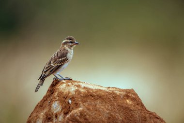 Güney Afrika 'daki Büyük Kruger Ulusal Parkı' nda izole edilmiş bir kayanın üzerinde duran sarı boğazlı Petronia;
