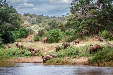 Güney Afrika 'daki Kruger Ulusal Parkı' ndaki Afrika çalı fil sürüsü; Fil giller familyasından Specie Loxodonta africana