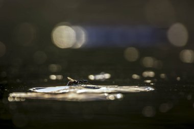 Güney Afrika 'daki Büyük Kruger Ulusal Parkı' nda tanecikli suda karınca öldüren eşekarısı.