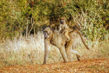 Güney Afrika 'daki Kruger Ulusal Parkı' nda sırtında bebekle yürüyen Chacma babunu anne; Cercopithecidae ailesinden Specie Papio ursinus