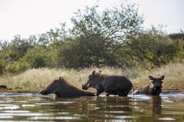 Güney Afrika 'daki Kruger Ulusal Parkı' ndaki su birikintisinde üç ortak yaban domuzu, Suidae 'deki Specie Phacochoerus africanus ailesi.