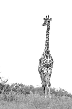 Zürafa ön görüntüsü Güney Afrika 'daki Kruger Ulusal Parkı' nda beyaz arka planda izole edilmiş; Giraffidae ailesinden Specie Giraffa camelopardalis