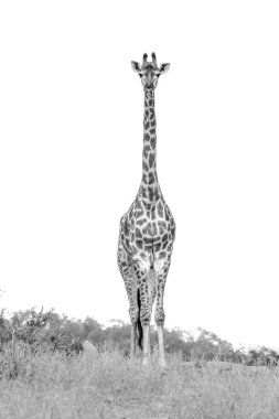 Zürafa ön görüntüsü Güney Afrika 'daki Kruger Ulusal Parkı' nda beyaz arka planda izole edilmiş; Giraffidae ailesinden Specie Giraffa camelopardalis