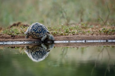 Güney Afrika 'daki Kruger Ulusal Parkı' ndaki su birikintisinde içen Leopar kaplumbağası Specie Stigmochelys Pardalis Testudinidae familyasından
