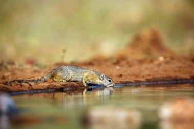 Smith bush squirrel in greater Kruger National park, South Africa ; Specie Paraxerus cepapi family of Sciuridae clipart