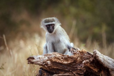 Vervet maymunu, Güney Afrika 'daki Kruger Ulusal Parkı' ndaki kameraya bakarak bir kütüğe oturdu; Cercopithecidae ailesinden Specie Chlorocebus pygerythrus