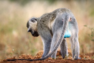 Vervet monkey rear view showing blue testicle in greater Kruger National park, South Africa ; Specie Chlorocebus pygerythrus family of Cercopithecidae