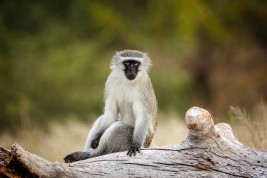 Vervet maymunu Güney Afrika 'daki Kruger Ulusal Parkı' nda bir kütükte oturuyordu; Cercopithecidae familyasından Specie Chlorocebus pygerythrus.