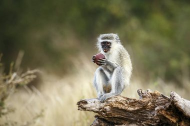 Güney Afrika 'daki Kruger Ulusal Parkı' ndaki bir kütükte oturmuş meyve yiyen vervet maymunu; Cercopithecidae ailesinden Specie Chlorocebus pygerythrus
