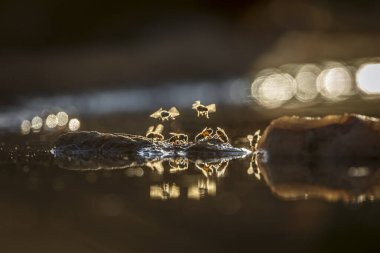 Güney Afrika 'daki Büyük Kruger Ulusal Parkı' nda şafak vakti suyun ortasında uçan eşek arısı.