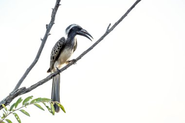 Afrika Gri Boynuzu Güney Afrika 'daki Büyük Kruger Ulusal Parkı' nda, Bucerotidae 'deki Specie Tockus Nasutus ailesinde beyaz arka planda izole bir dalda duruyor. 
