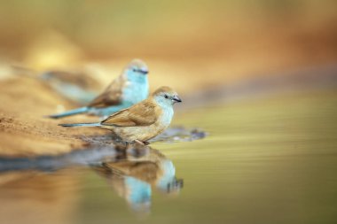 Güney Afrika 'daki Büyük Kruger Ulusal Parkı' ndaki su birikintisi boyunca duran mavi göğüslü Cordonbleu çifti; Estrildidae 'nin Tür Uraeginthus angolensis ailesi