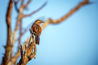 Kahverengi taçlı Tchagra, Güney Afrika 'daki Büyük Kruger Ulusal Parkı' ndaki mavi gökyüzünde izole bir dala tünemişti; Malaconotidae ailesinden Specie Tchagra australis