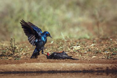Cape Glossy Starling, Güney Afrika 'daki Büyük Kruger Ulusal Parkı' nda Kızıl Bufalo Weaver 'la kavga ederken Specie Lamprotornis, Sturnidae ailesini besliyor.