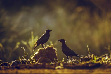 Cape Glossy Starling, Güney Afrika 'daki Büyük Kruger Ulusal Parkı' nda şafak vakti arka planda duruyor, Specie Lamprotornis, Sturnidae ailesini besliyor.