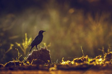 Cape Glossy Starling, Güney Afrika 'daki Büyük Kruger Ulusal Parkı' nda şafak vakti arka planda duruyor, Specie Lamprotornis, Sturnidae ailesini besliyor.