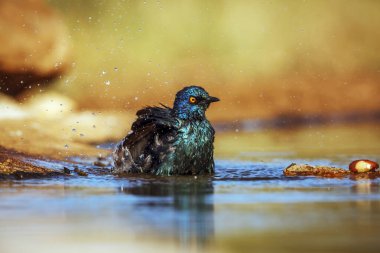 Cape Parıltılı Starling, Güney Afrika 'daki Büyük Kruger Ulusal Parkı' ndaki su birikintisinde yıkanırken, Specie Lamprotornis Sturnidae ailesini besliyor.