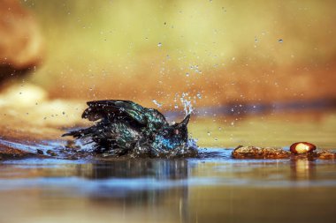 Cape Parıltılı Starling, Güney Afrika 'daki Büyük Kruger Ulusal Parkı' ndaki su birikintisinde yıkanırken, Specie Lamprotornis Sturnidae ailesini besliyor.